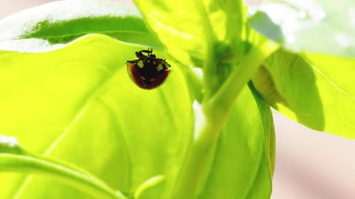 Ladybug in the Green Grass in the Forest