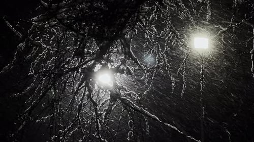 Magical Snowy Park at Night Tree Branches Covered with Snow During a Snowfall Black Tree Trunks No