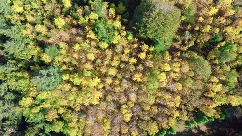Yellow Autumn Top Trees Aerial View
