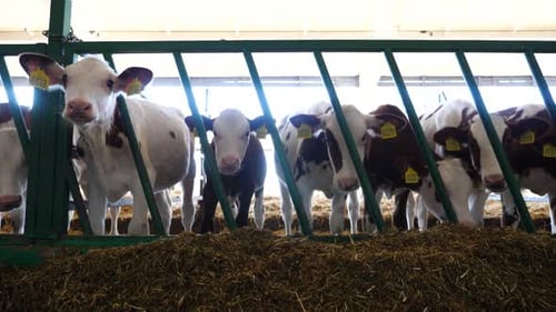 Row of Cattle Feeding By Dry Grass at Cowshed Curious Little Cows Look Into Camera Eating Hay on