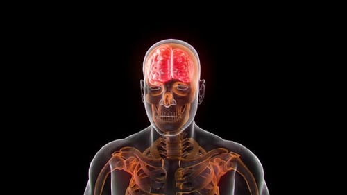 Animated Human Body X-ray Scan with Glowing Brain Medical Visualization