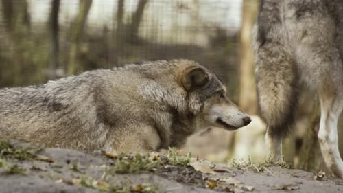 Gray Wolf Resting On Forest Floor