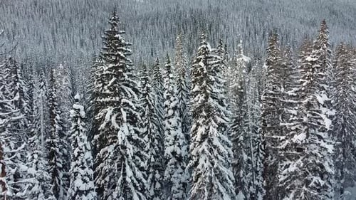 Enchanting 4K Smooth Drone Flight through Snowy Evergreen Forest