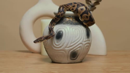 Python Calm Ball se tortillant sur un vase en céramique