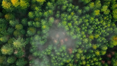 Topdown View Shows a Green Pine Forest Through the Clouds Canadian Nature
