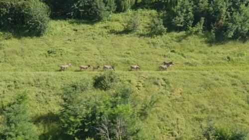 Drone aerial footage of a zebra walking in the wild in a row