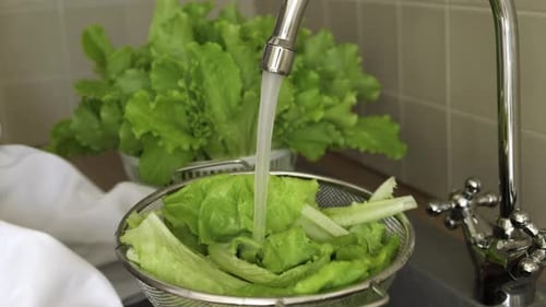 Fresh Lettuce Washing Under Kitchen Faucet
