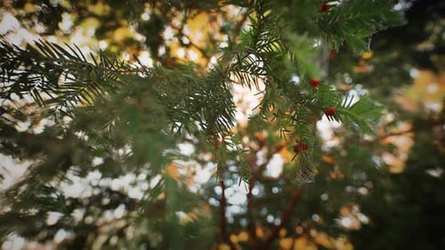 A close-up of the fir tree branches with bright red berries.