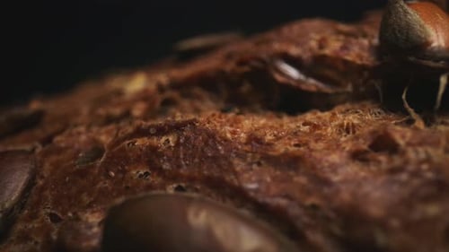 Macro Footage of Crispy Seeded Bread Crust