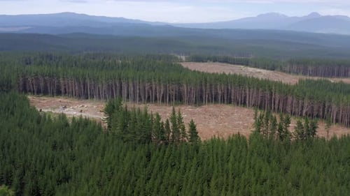 Aerial of forestry development with plots of cut down trees in evergreen forest
