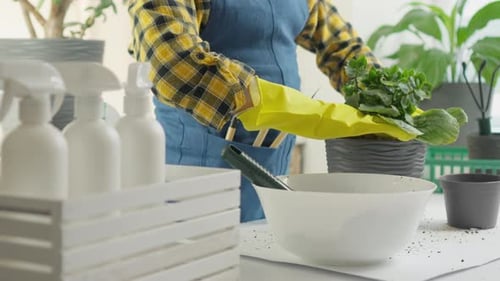 Houseplant Repotting with Yellow Gloves and Gardening Tools
