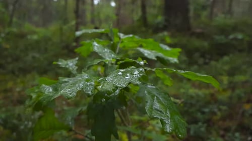 Small oak tree in a cloudy autumn forest during a rainy day with bokeh blurry background.