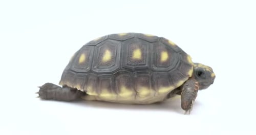 Turtle Tortoise spinning around rotating