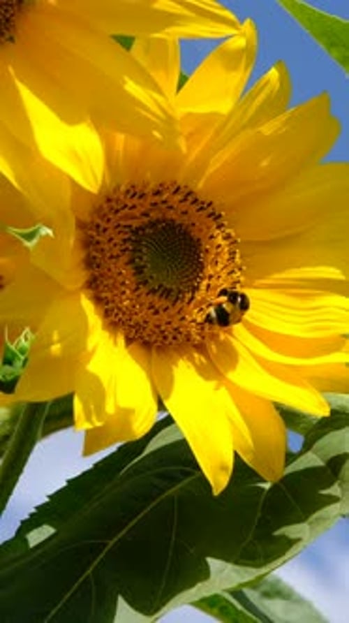 Bumblebee Pollinating Yellow Sunflower in Sunny Field