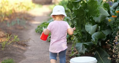 Barefoot Little Girl Diligently Waters Ground in Garden