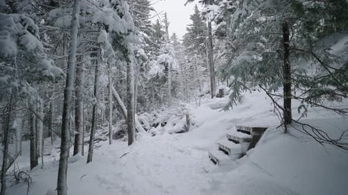 Wooden Steps Inside Snowy Forest With Pine Trees. - wide shot