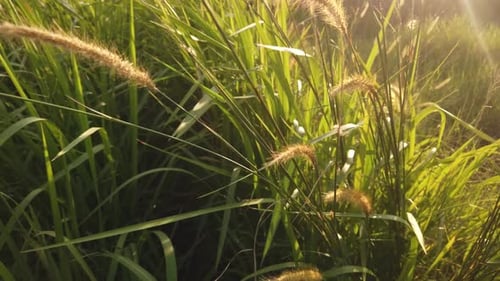 Golden Grass Field Swaying Gently at Sunrise
