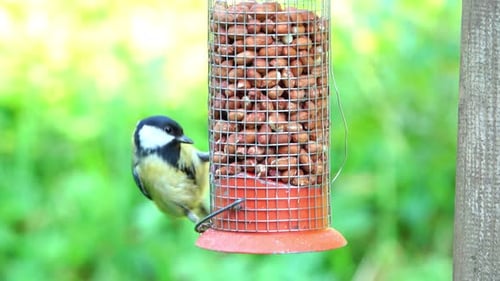 Kohlmeise pickt unersättlich auf Erdnüsse in einem Futterhäuschen, das an einem Vogelhäuschen hängt.