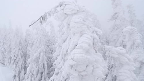 Fairy tale winter forest with pristine wintry atmosphere, relaxing move through snow covered trees