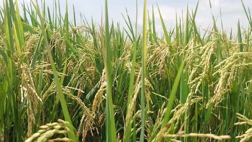 Close-up view of Golden Rice Plants ready to be harvested by farmers