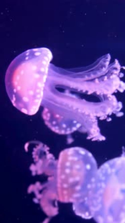 Jellyfish, Animal, Underwater