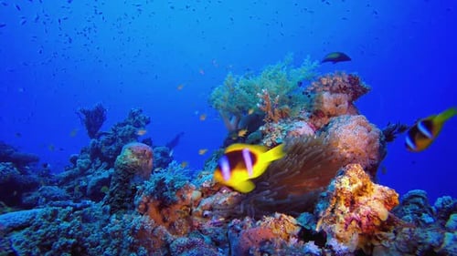 Peces coloridos marinos tropicales, peces payaso