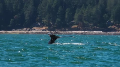 Close up of a tail of the humpback whale surfacing above the water