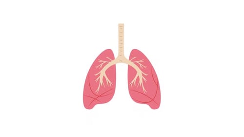 Animated Human Lungs Respiratory System Infographic
