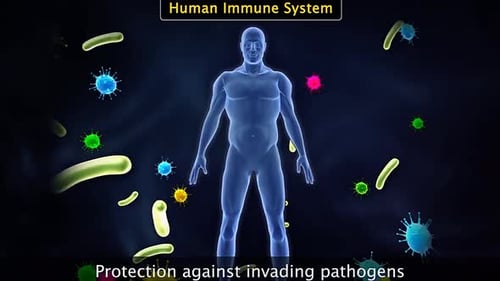 Animated Human Immune System Fighting Invading Pathogens