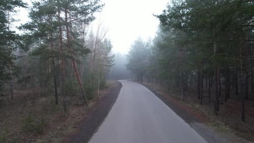 Road In The Forest With Fog