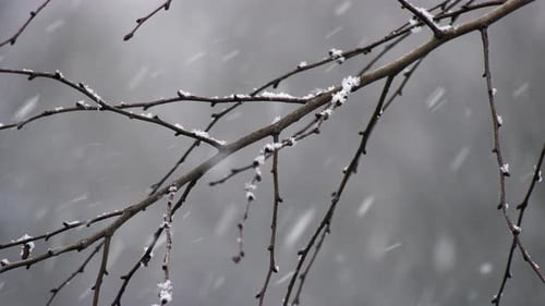 Snow Falling on Delicate Tree Branches in Winter