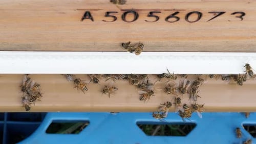 Honey Bees Clustering Outside Their Hive