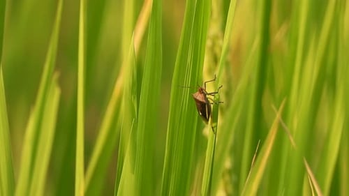 Insect in rice grass - rice flower .
