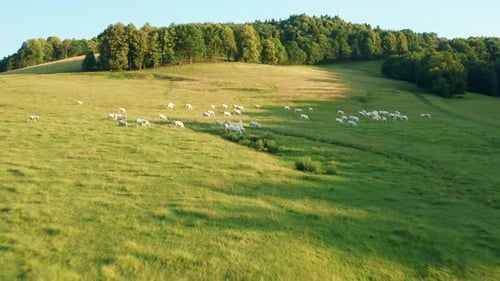 Herd of Cows Grazes on Grassland Near Lush Green Forest