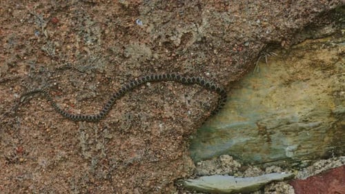 Hufeisenpeitsche Eine Schlange bewegt sich auf einem Felsen