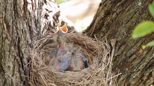 Baby Birds in Nest Open Beaks in Tree