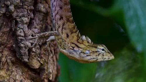 The Oriental Garden Lizard is also called the Eastern Garden Lizard, Bloodsucker and Changeable Liza