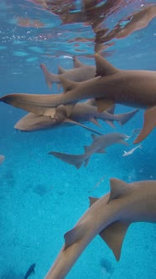 Close Up View of Sharks with Tropical Fishes Underwater in Transparent Blue Sea Slow Motion with