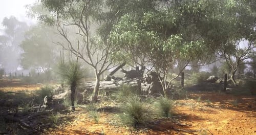 Lush Australian Bushland with Misty Atmosphere and Rocky Terrain