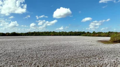 aerial fast push over cotton field near montgomery alabama