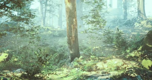 Morning Light Casts a Warm Glow Through Tall Trees in a Peaceful Forest