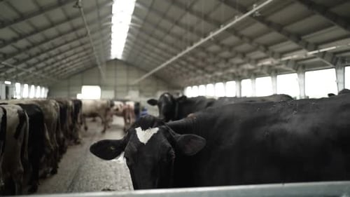 Cows on a diary farm eating. Cattle of cows