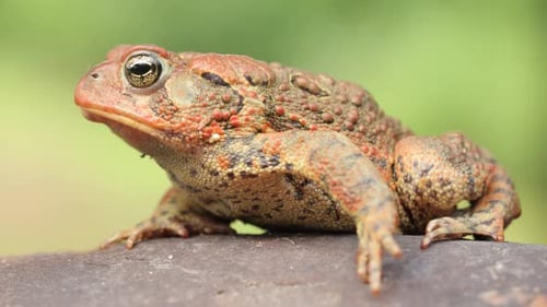 Close-up shot of an American Toad