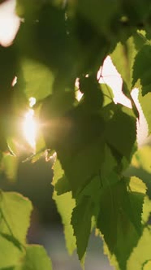 Les rayons du soleil filtrent à travers les feuilles vertes pour créer une douce lueur
