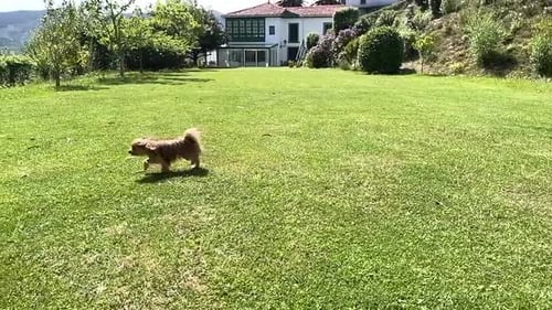Chien traversant le jardin d'une maison de campagne