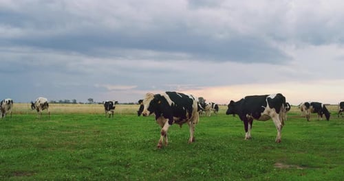 The cows used for biological milk products industry are grazing a grass on a green lawn of a count
