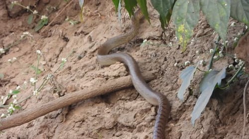 Snake Slithers on the Dirt