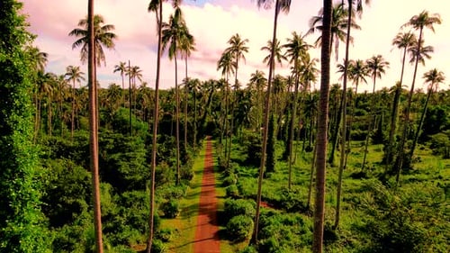 Palm Trees and a Road During Sunset at the Tropical Island Koh Mak in Thailand