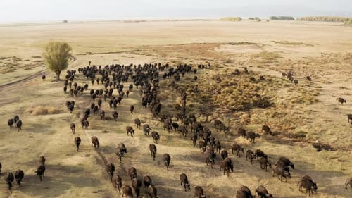Herd Of Cattle Walking At The Wide Farmland In Kayseri, Cappadocia, Turkey. aerial