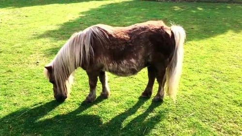 A brown pony is eating grass in the meadow. A bay horse grazes on the lawn